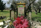 Olio Extravergine d'oliva LAINO