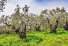 Olio Extravergine d'oliva LAINO