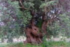 Olio Extravergine d'oliva LAINO