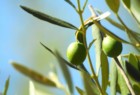 Olio Extravergine d'oliva LAINO