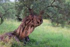 Olio Extravergine d'oliva LAINO